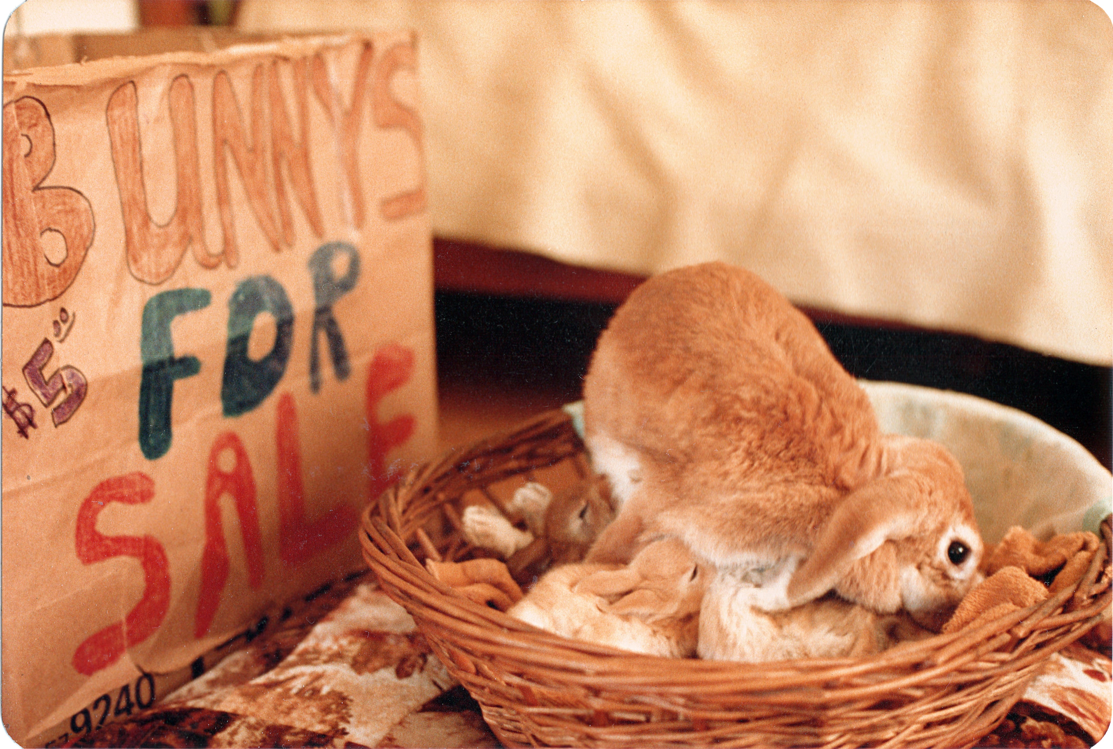 Bunnys For Sale